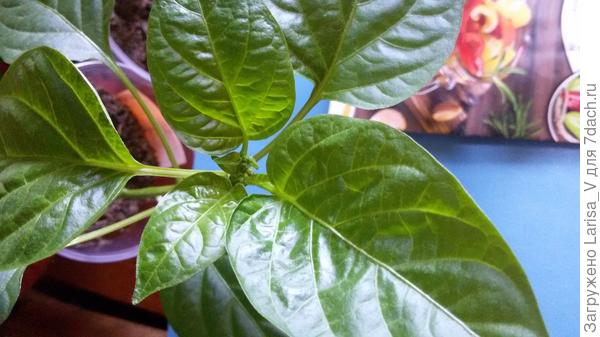 зачатки бутонов "Дружные ребята"