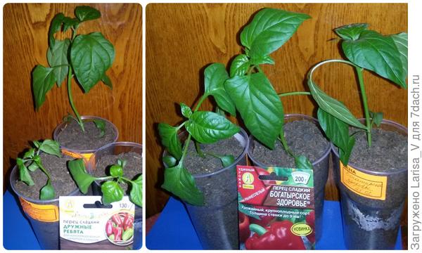 посев А после перевалки