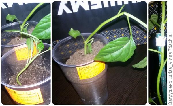 "Богатырское здоровье" просто потерял часть земли. У "Дружных ребят" надломился ствол - соорудила подручную шину