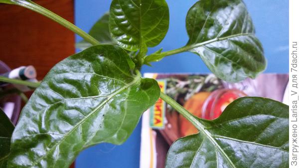 подозрение на трипсов