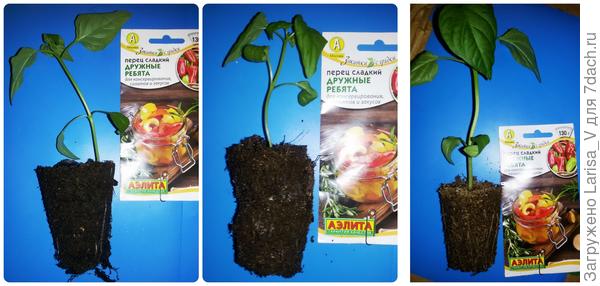 корневая система на момент перевалки у посева А "Дружные ребята"