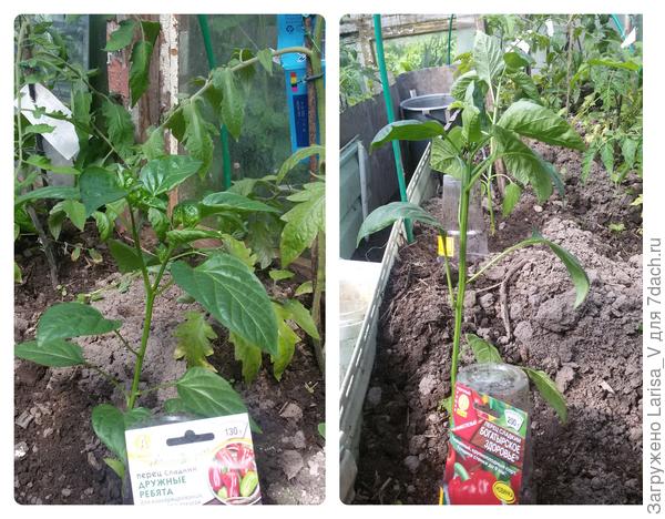 высаженные перцы