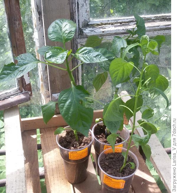 поврежденные растения выбывают