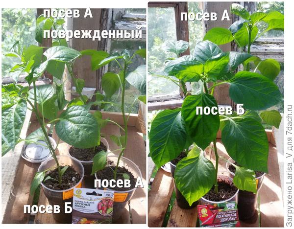 сравнение перцев разных посевов