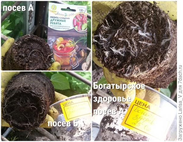 сравнение корневых высаживаемых перцев