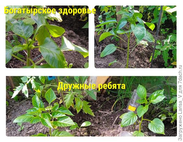 5.06 через 6  дней после высадки