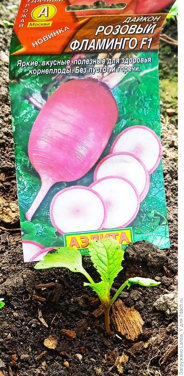 и наконец, 30 июля настоящие листики полностью показались