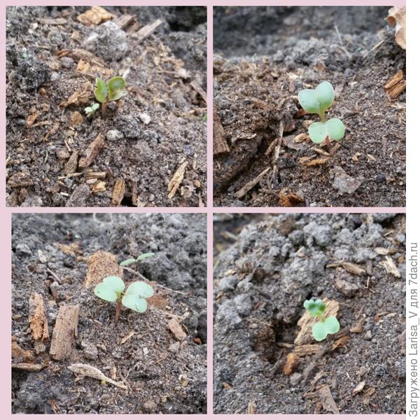 по всходам сразу видно, что дайкон с розовым корнеплодом)