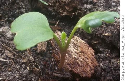 через 2 дня от всходов (27 июля) мы уже начали обзаводиться настоящими листочками