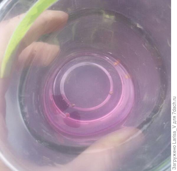 За время подготовки грядки семена дайкона не успели опуститься на дно