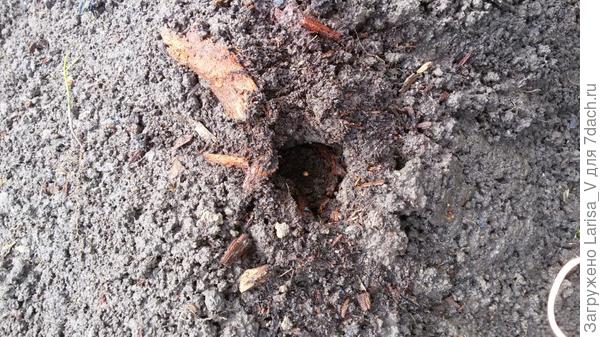 разложенные семена