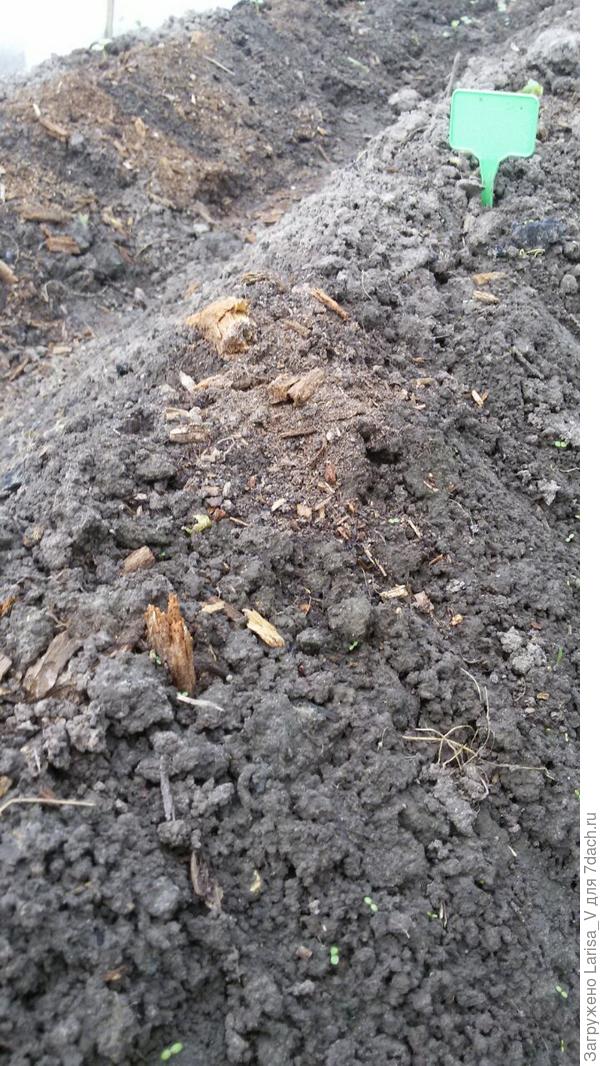 пятый крайний всход не был обнаружен даже через несколько дней (я подсеяла еще , чтобы место не пустовало, но в тестирование это уже не входит)