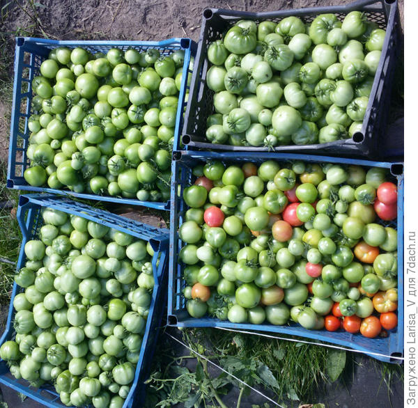 Погода была теплая, но холодные росы в августе никто не отменял