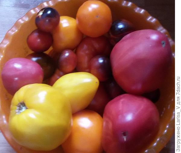Из хорошего, томаты есть, разных цветов