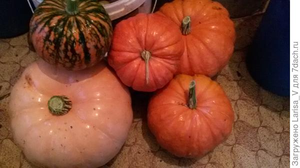 Тыквы сняты из-за сильного похолодания