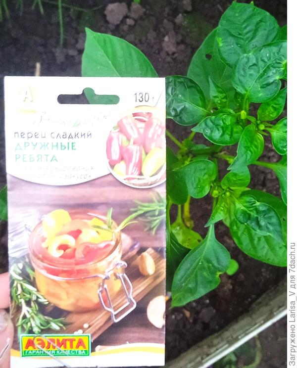 21.06 заложенные бутоны на образце посева Б "Дружных ребят"