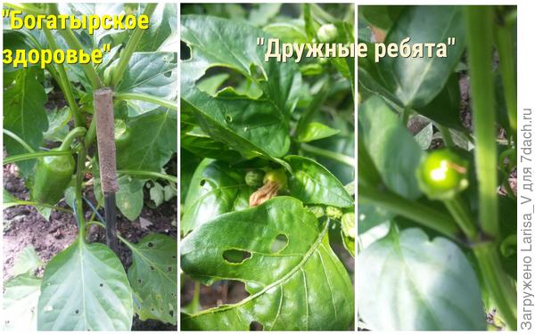 плоды на 1.07