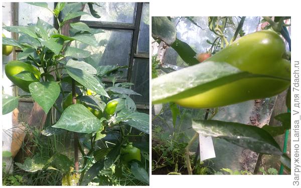 14.08 перцы "Дружные ребята"