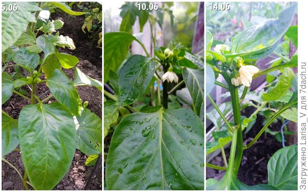 цветение перца "Богатырское здоровье"