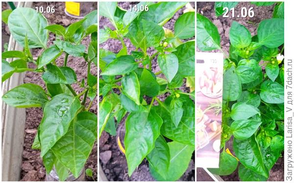 цветение перца "Дружные ребята"