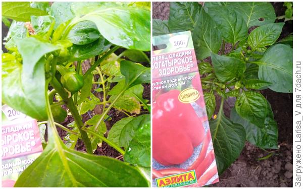 21.06 завязавшиеся плоды на первом образце "Богатырского здоровья" и  начало бутонизации на втором