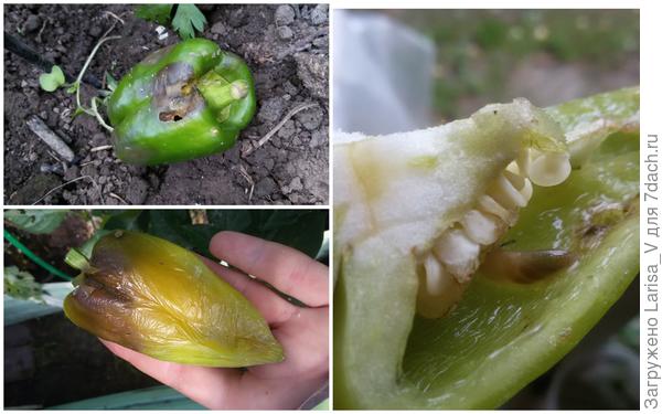 поврежденные слизнями и улитками плоды