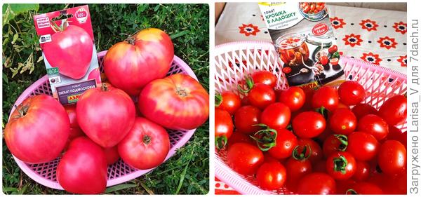 Урожай томатов "Гиганта Подмосковья" и "Крошка в ладошку"