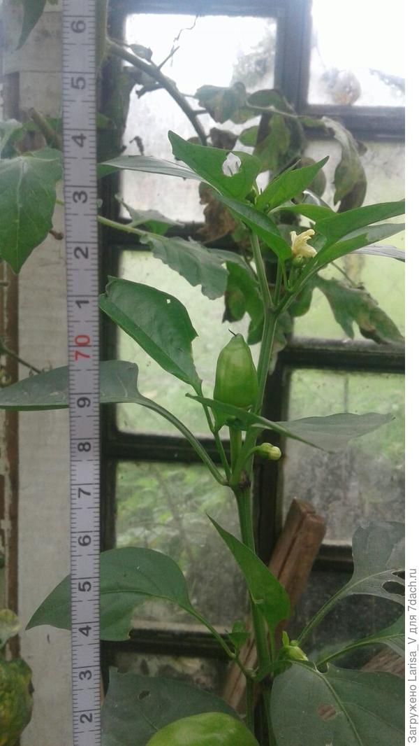 высота перцев на конец вегетации