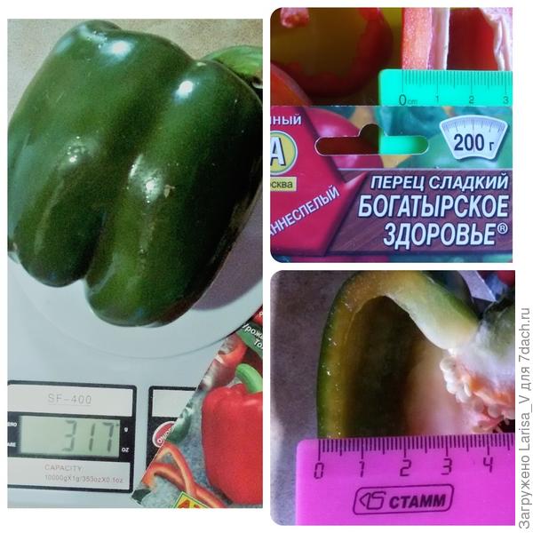 самый крупный экземпляр и толщина стенок