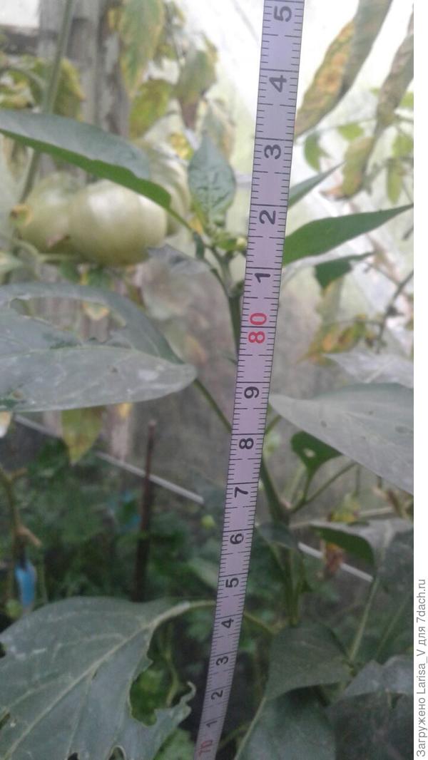 высота перца в теплице