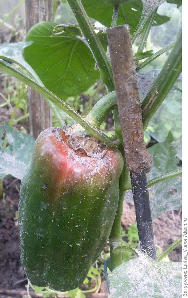 14 августа, 163 дня от всходов, первый краснеющий перец