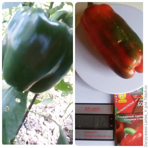 перец в технической спелости зеленый и при созревании становится красным