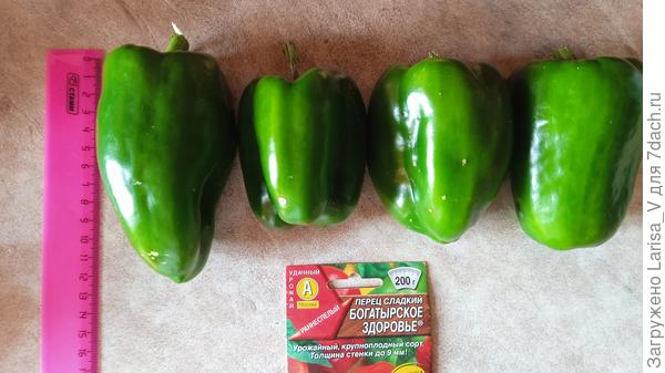 разнообразные формы перца "Богатырское здоровье"