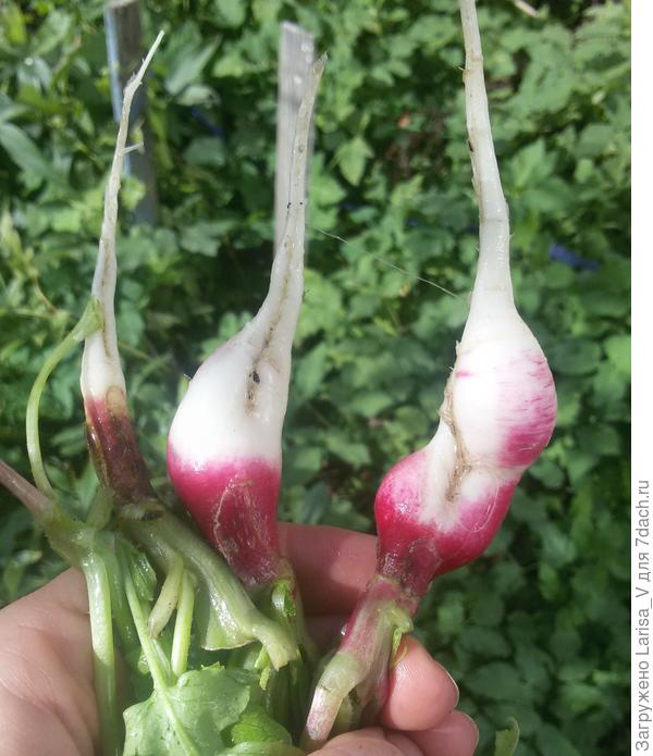 4 редиски второго посева ушли в стрелку