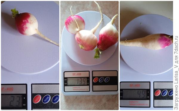 кругленькие, кругленькие наполовину и вытянутые корнеплоды