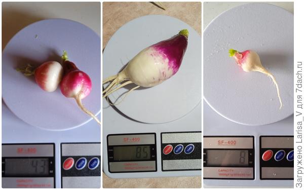 редиски среднего веса, самый большой и самый маленький