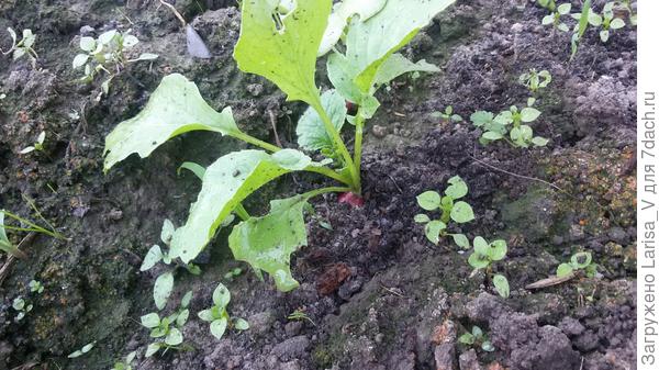 ботва редиса