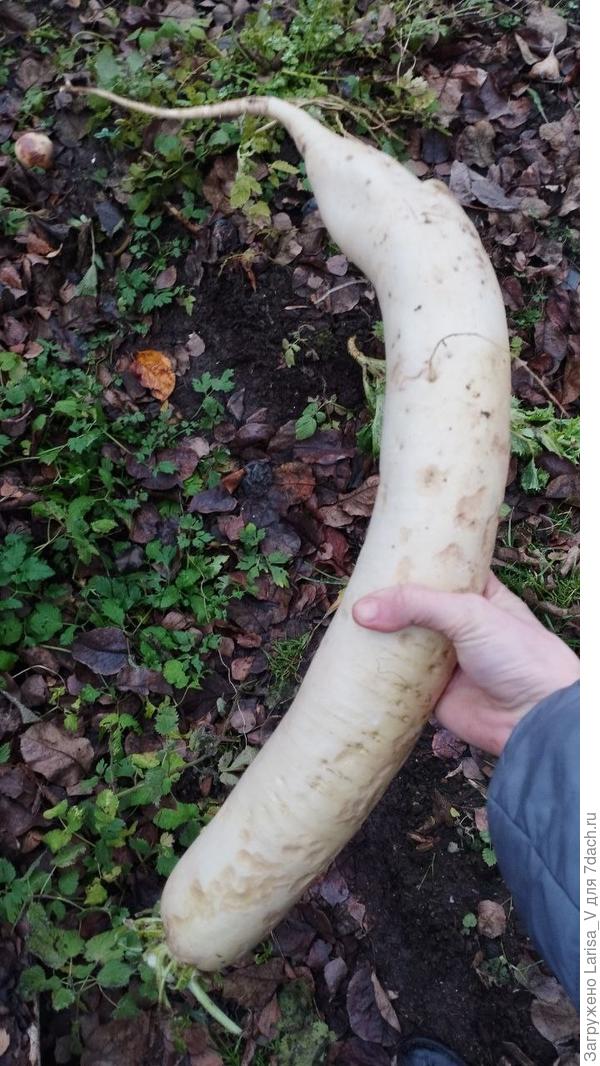 дайкон-моя слабость