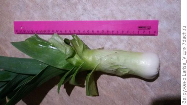 смогла получить хороший урожай порея, его выращиваю уже второй год