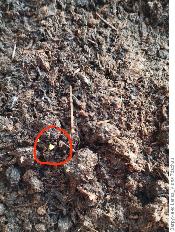 Он ещё маленький, но вроде бы он