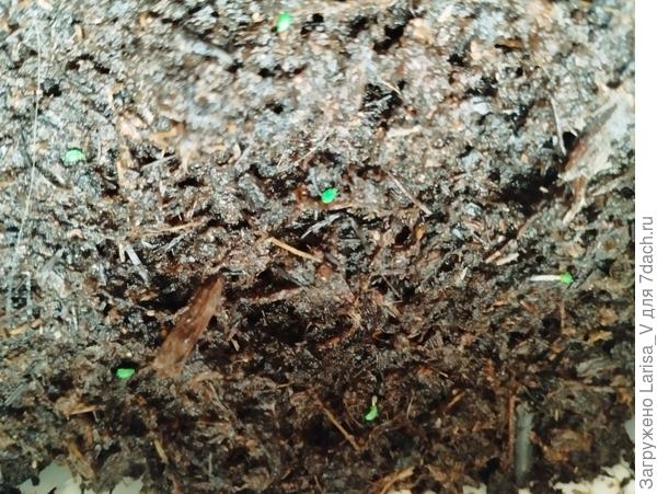 Диамант, начал прорастать