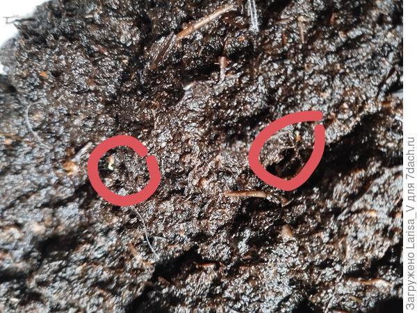 И русский размер