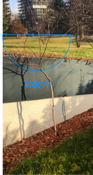 Ирга канадская Балерина