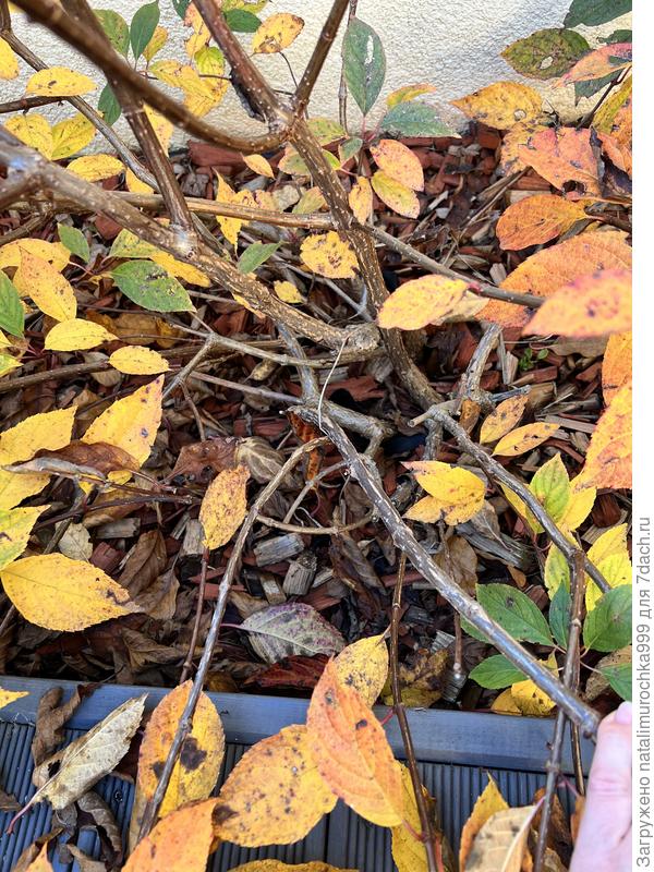 получается, что все толстые ветки по бокам- нужно убрать заподлицо?