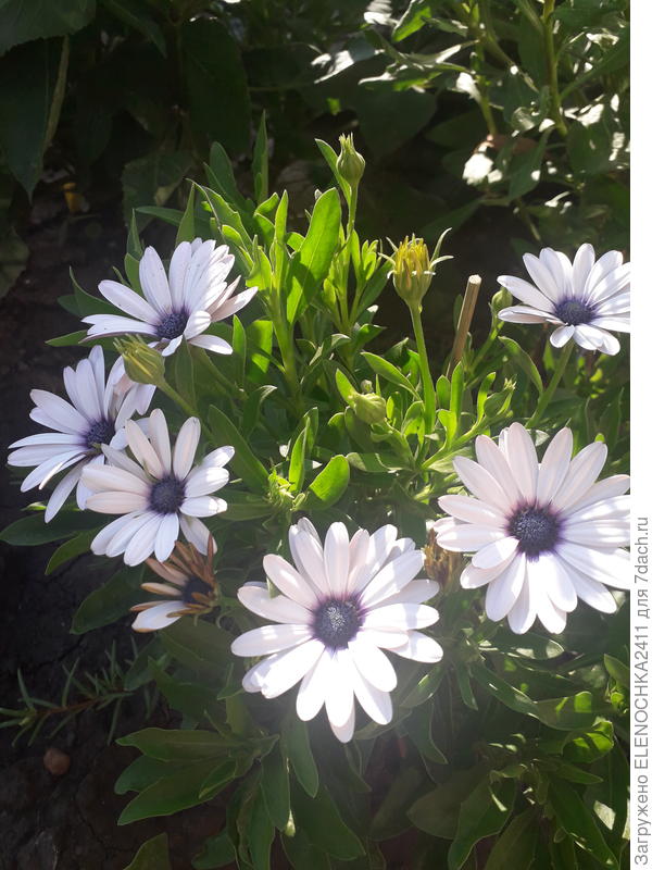 Вот такой кустик компактный