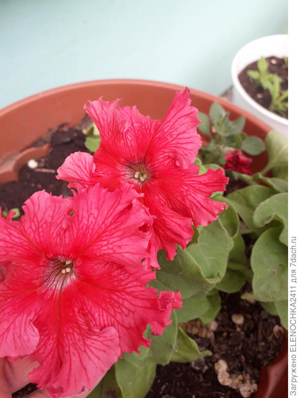 Петуния Афродита Лососёвая , Сады России