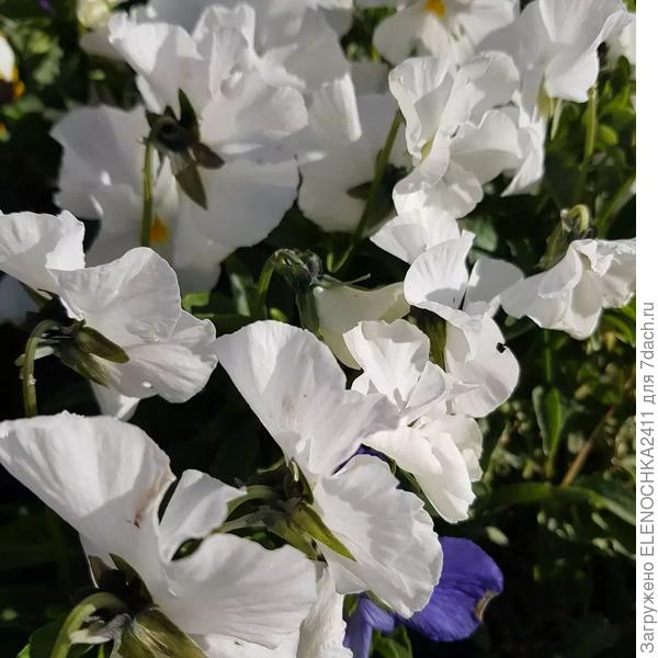 Белое облако)