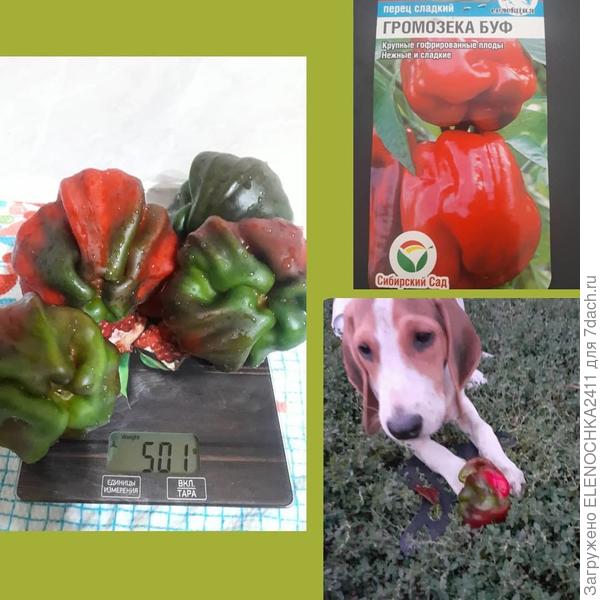 Зевсик любитель перца