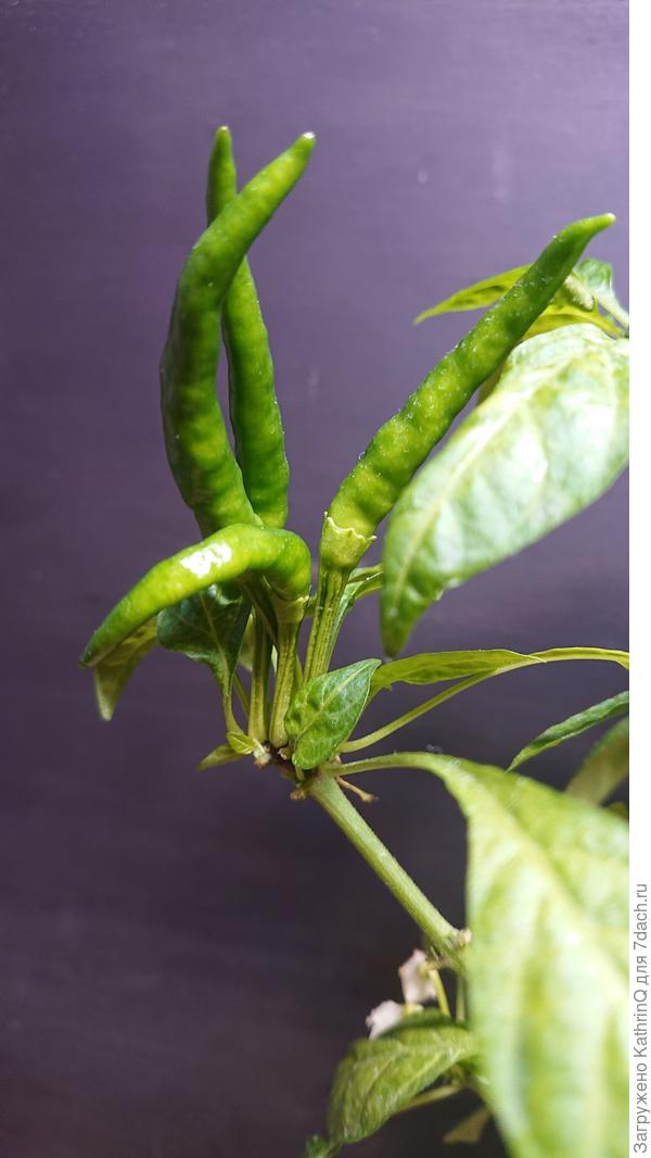 Так выглядят плоды тайского