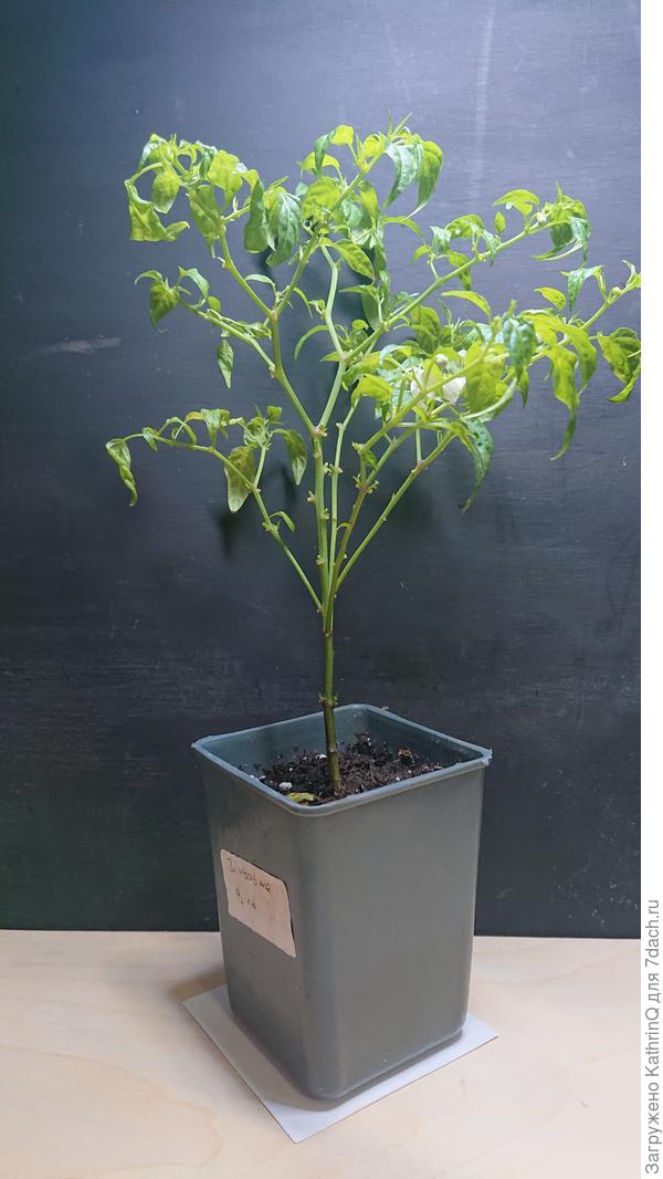 Зимбабвийская птица